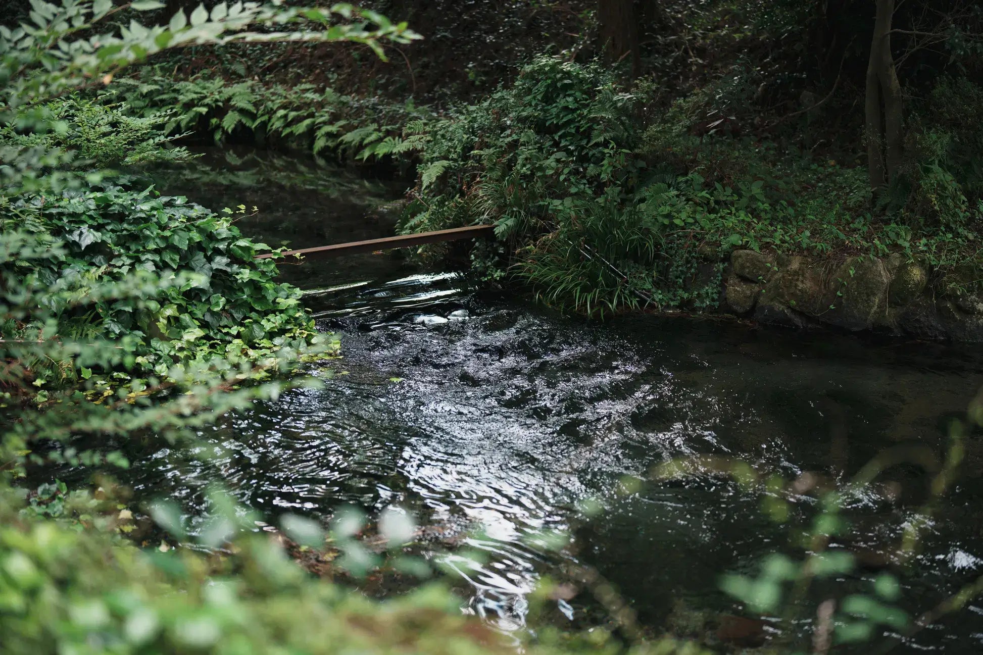 (截止)阿蘇慢旅一日遊(指定包團)｜復古列車・茶道・草原