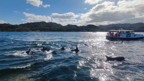 熊本天草觀賞海豚體驗