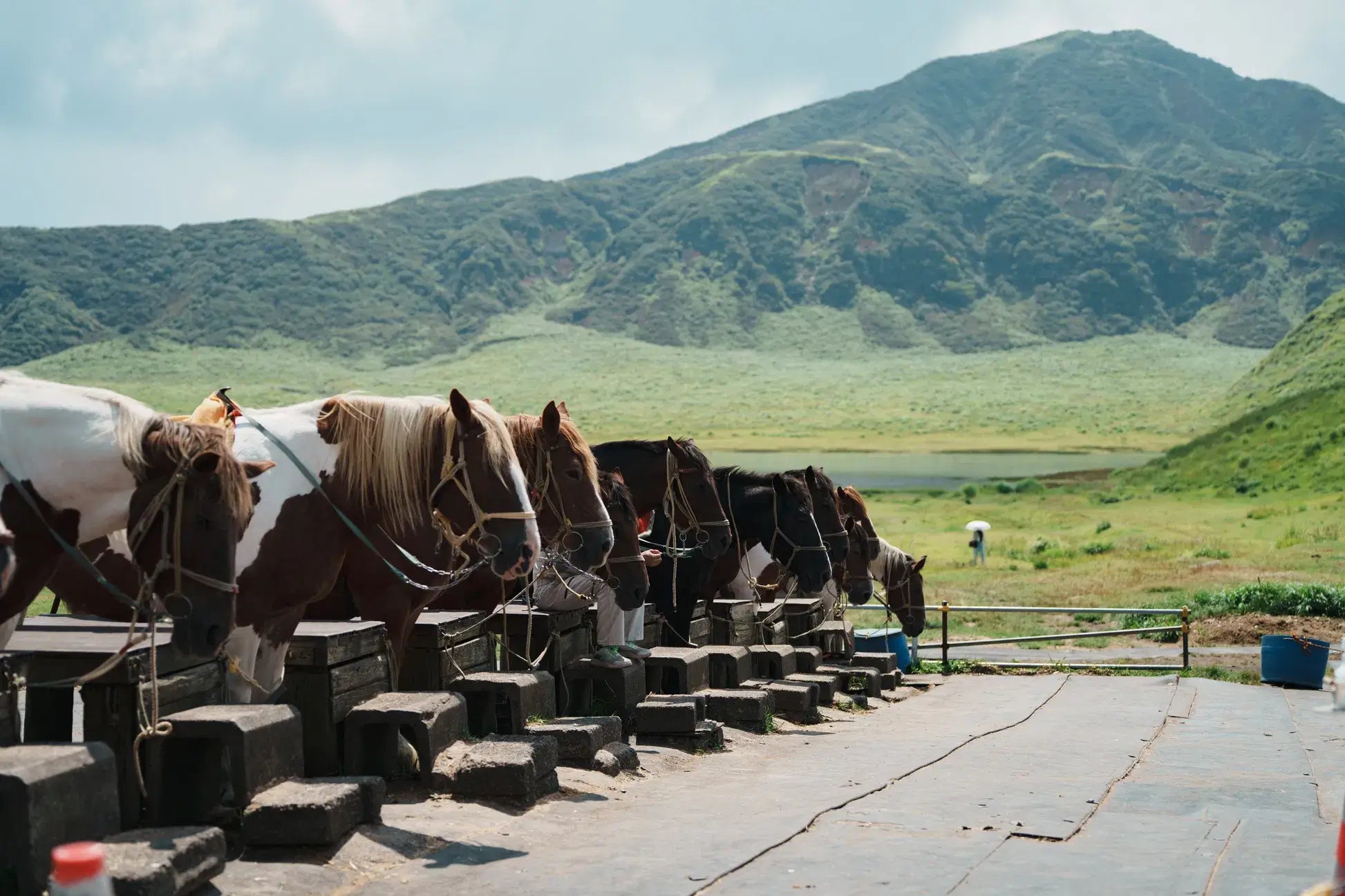(截止)阿蘇慢旅一日遊(指定包團)｜復古列車・茶道・草原