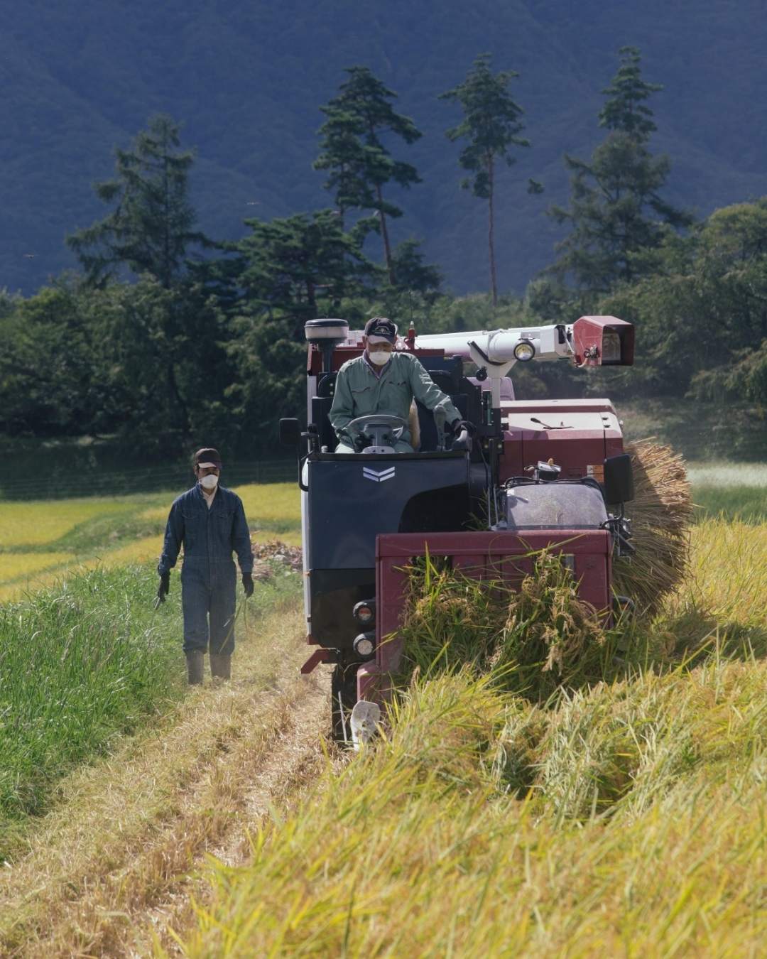 日本八岳地區稻米收割的農村景象，農民駕駛收割機收成稻穗，紀錄片《田はひかる》呈現日本米農家日常與農村風景。