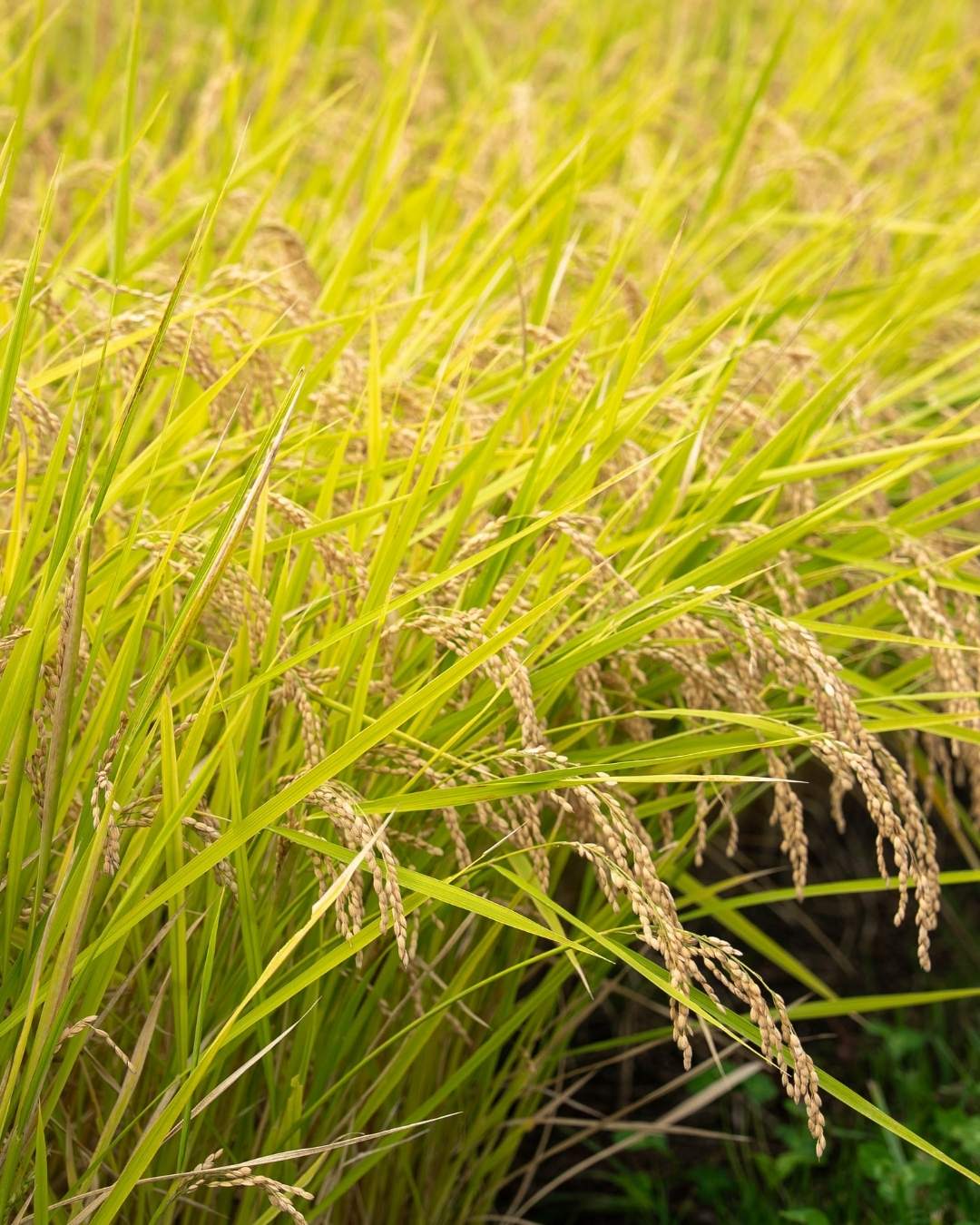 日本八岳高原稻田成熟稻穗的近距離畫面，展示今井農園種植的日本米生長景象與自然農村環境。
